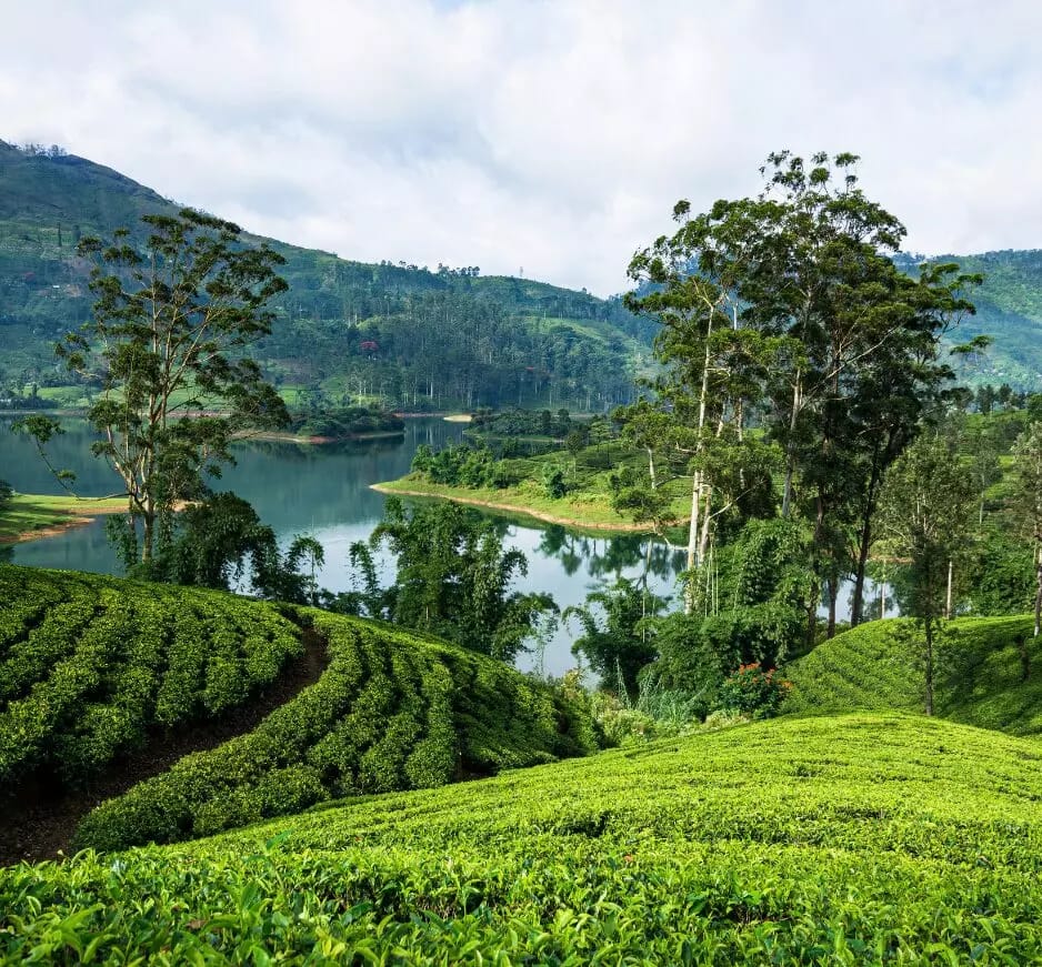 Scenic Escapes travel experience in Sri Lanka with Travel Kingdom DMC — Highlands, beaches, and breathtaking views.